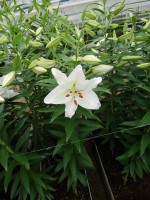 [5276 Crystal Blanca No01.JPG]